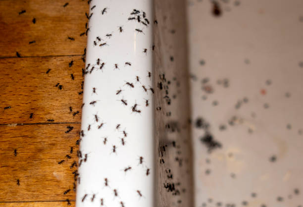 Best Residential Pest Control  in Torrington, CT