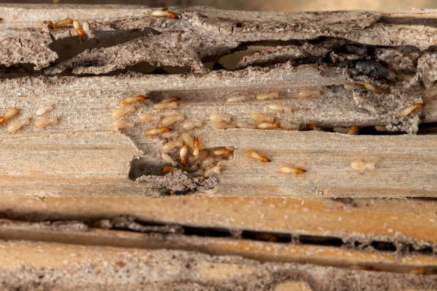 Best Flea Control Services  in Torrington, CT