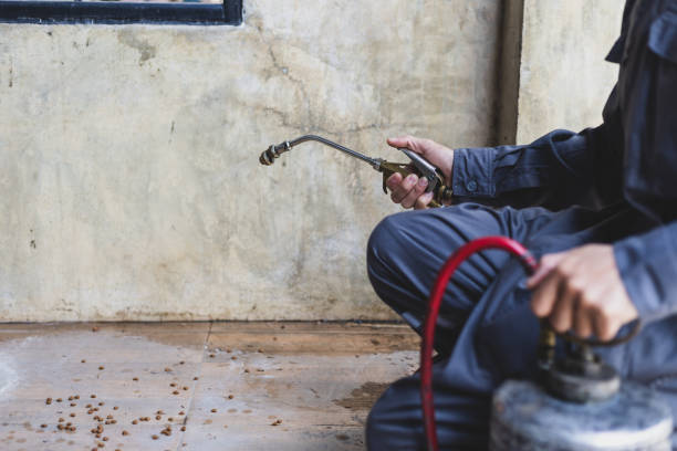 Best Wasp Removal Services  in Torrington, CT